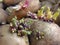 Close-up of germinating potatoes before the planting