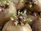 Close-up of germinating potatoes before the planting