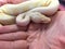 Close up of ghost ball python snake