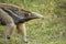 Close-up Giant Anteater Catching Scent