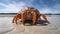 Close Up of Giant Crab On The Sandy Beach Shore Blurry Seascape Background