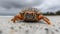 Close Up of Giant Crab On The Sandy Beach Shore Blurry Seascape Background