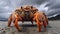 Close Up of Giant Crab On The Sandy Beach Shore Blurry Seascape Background