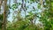 Close up of Giant fruit-eater bats hanging in the jungle