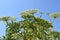 Close-up of Giant Hogweed Heracleum mantegazzianum