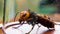 Close up of giant hornet Vespa mandarinia japonica