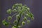 Close up of giant inflorescence of Heracleum