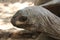 Close up of a giant land tortoise