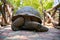 Close up of giant land tortoise eating leaves in mouth