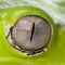 Close-up of Giant leaf frog eye
