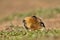 Close up of a giant mole-rat, Bale Mountains, Ethiopia