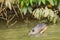 Close-up of Giant Otter Swimming Upstream in Green Water