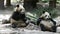 Close up Giant Panda in Chengdu Panda Base