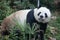 Close up Giant Panda in Chengdu Panda Base, China