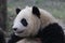 Close-Up Giant Panda`s Cub Face