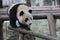 Close-Up Giant Panda`s Cub Face