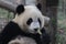 Close-Up Giant Panda`s Cub Face