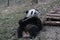 Close-Up Giant Panda`s Cub Face