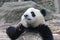 Close-Up Giant Panda`s Cub Face