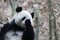 Close-up Giant Panda`s Fluffy Face, China
