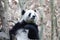 Close-up Giant Panda`s Fluffy Face, China