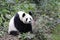 Close-up Giant Panda`s Fluffy Face, China