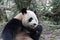 Close-up Giant Panda`s Fluffy Face, China