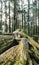 Close up of giant root of long live pine trees with moss in the forest in Alishan National Forest Recreation Area in Chiayi County