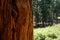 Close-up of giant sequoia redwood tree trunk bark pattern