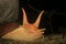 A close up of a giant snail, Megalobulimus popelairianus, in the Amazon of Ecuador