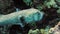 Close up of the giant spotted puffer fish in the deep blue of the coral sea