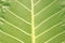 Close-Up of Giant Taro Leaf. Elephantâ€™s-ears. Alocasia Macrorrhizos. Big Green Leaves