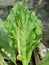 Close up of giant taro plant