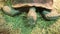 Close up giant tortoise eating grass.
