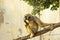 Close-up of a Gibbon monkey perched on a tree branch