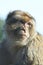 Close-up of Gibraltar macaque looking to the right