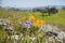 Close up of Gilia wildflowers, blurred poppies in the background, Henry W. Coe State Park, California; selective focus