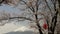 close up gimbal shot of mt fuji and a cherry tree with paper lantern at lake kawaguchi