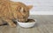 Close-up of ginger cat eating dried food out of a white food dish.