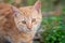 Close-up of a Ginger Cat in Nature