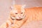 Close up ginger cat relax beautiful and lovely On floor Orange tile mosaic