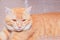Close up ginger cat relax beautiful and lovely On floor Orange tile mosaic