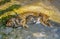 Close-up of ginger fluffy mother cat lying with her two baby kittens on ground. pavement, walkway