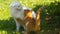 CLOSE UP: Ginger kitty plays with a larger cat with beautiful long white coat.