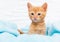 Close up ginger tabby curious kitten sits in a blue blanket and looks around. Pets concept