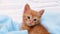 Close up ginger tabby curious kitten sits in a blue blanket and looks around. Pets concept