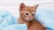 Close up ginger tabby curious kitten sits in a blue blanket and looks around and turns away. Pets concept