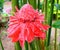 Close up of Ginger Torch Flower - Etlingera Elatior - Ornamental Big Red Flower