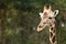 Close-up of a Giraffe