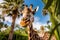 Close-up of a giraffe against a background of green trees looking into the camera.